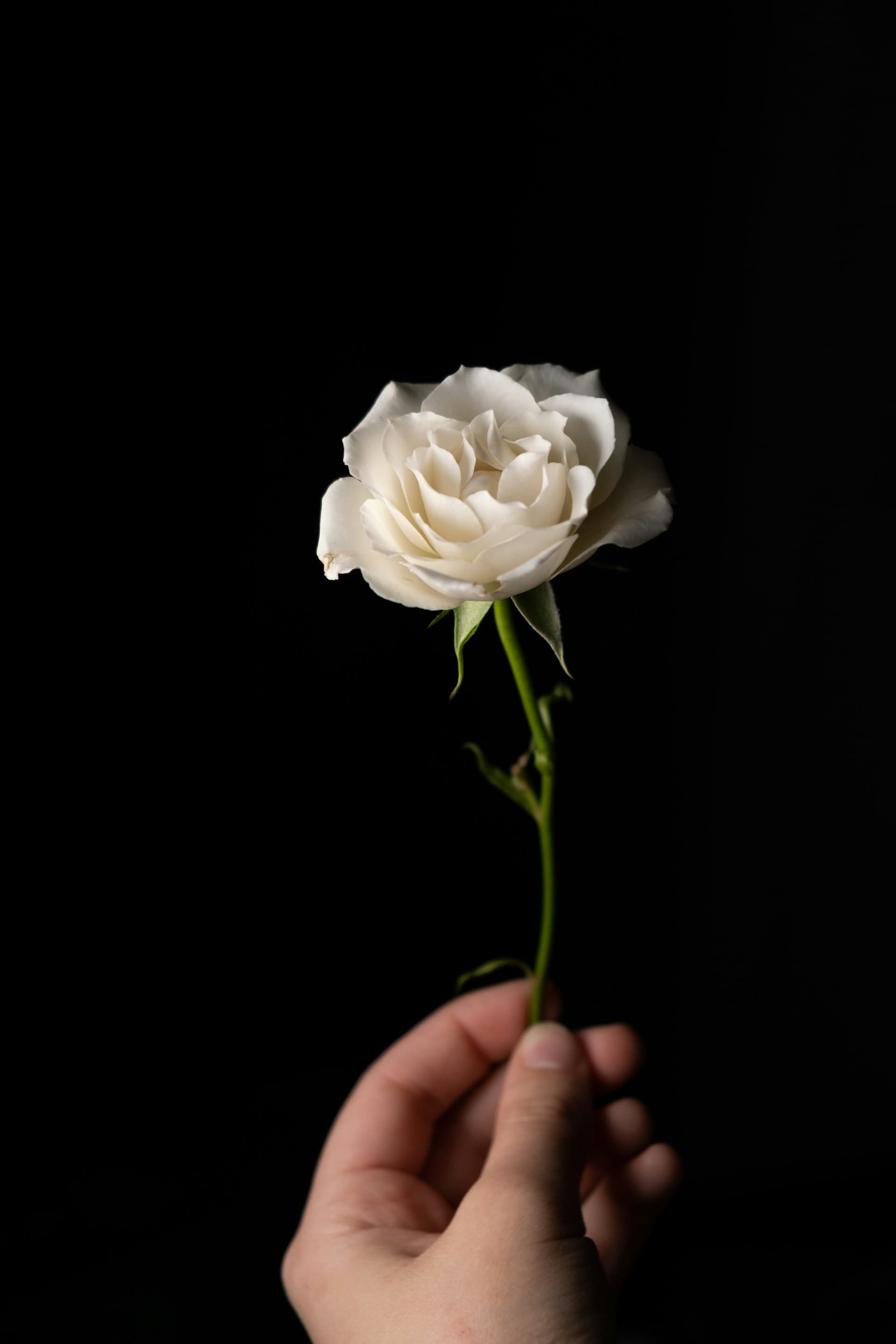 Imagem ilustrativa de Meditação das Rosas